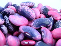 resized image of runner beans
